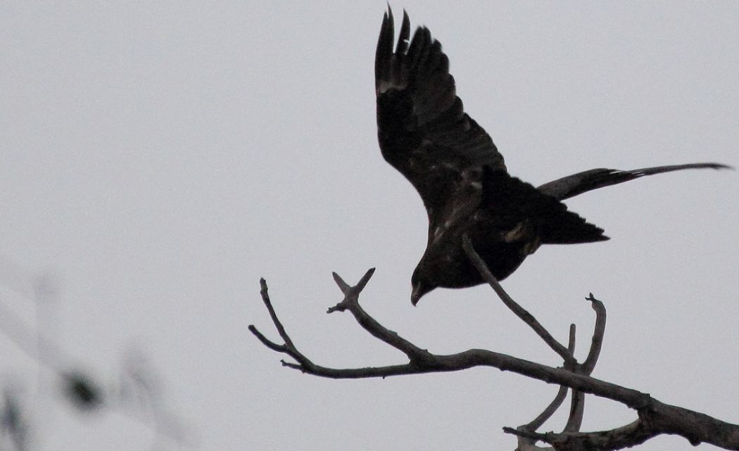 Greater Spotted Eagle