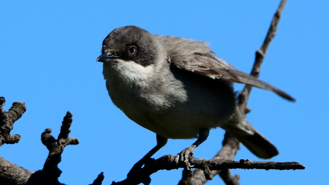 Eastern Orphean Warbler