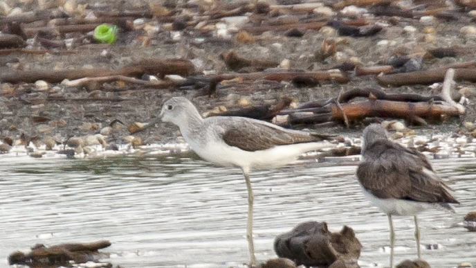 Common Greenshank