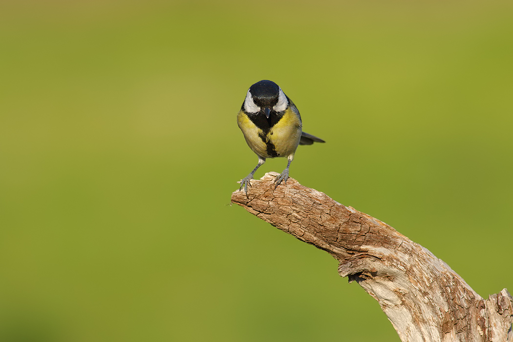 Great Tit