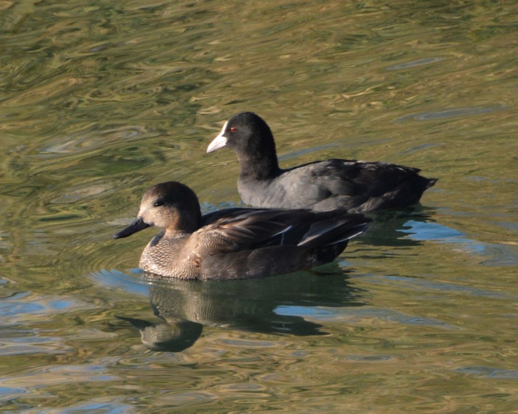 Gadwall