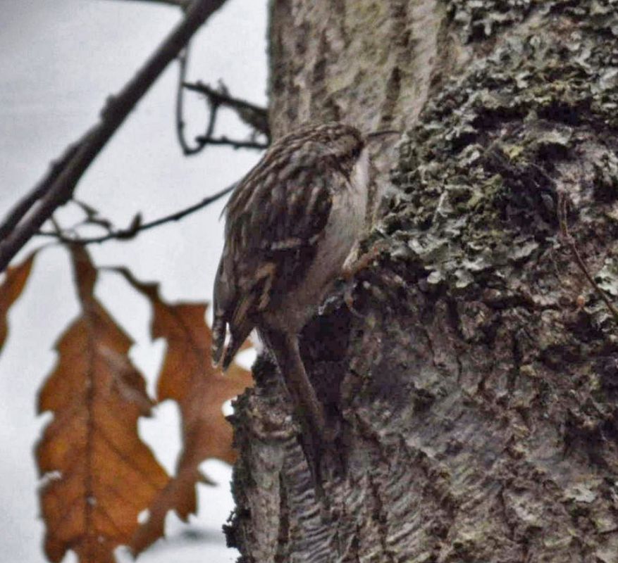 Short-toed Treecreeper