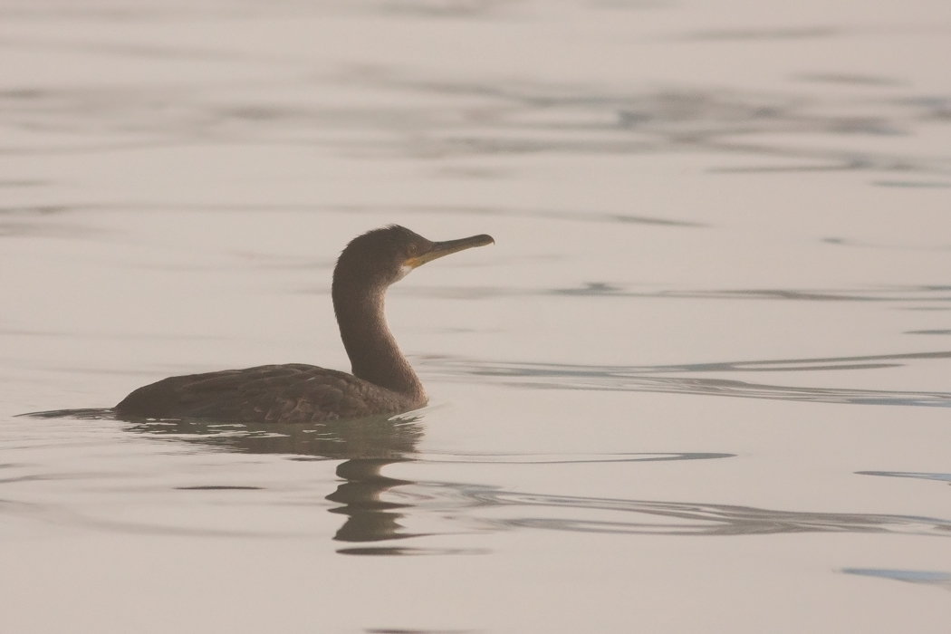 European Shag