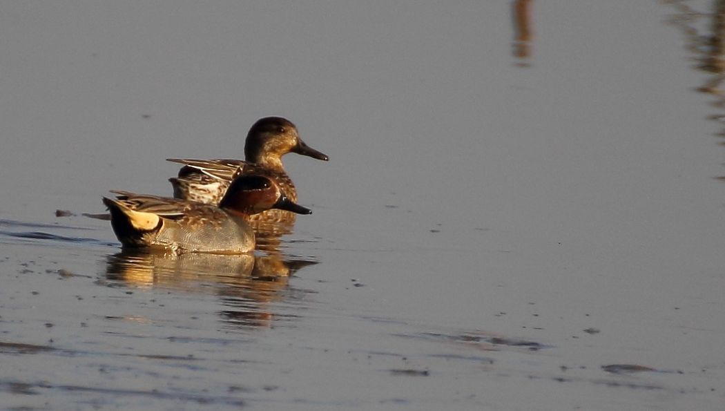 Eurasian Teal