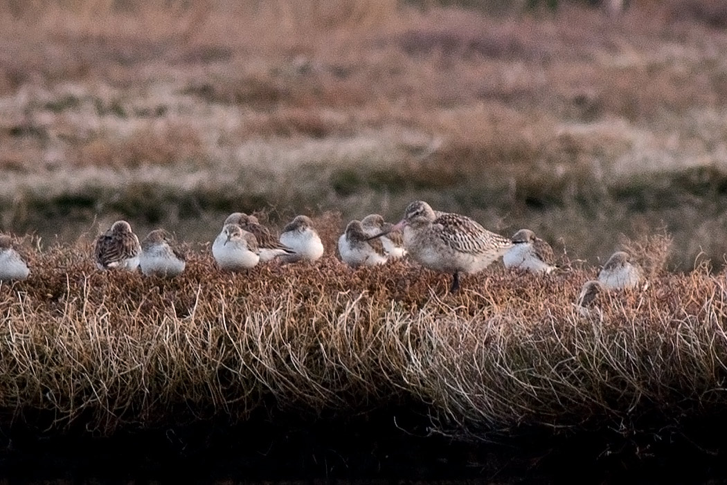 Bar-tailed Godwit