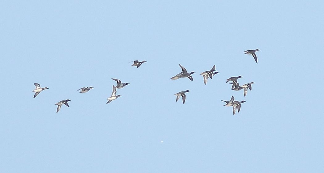 Eurasian Teal
