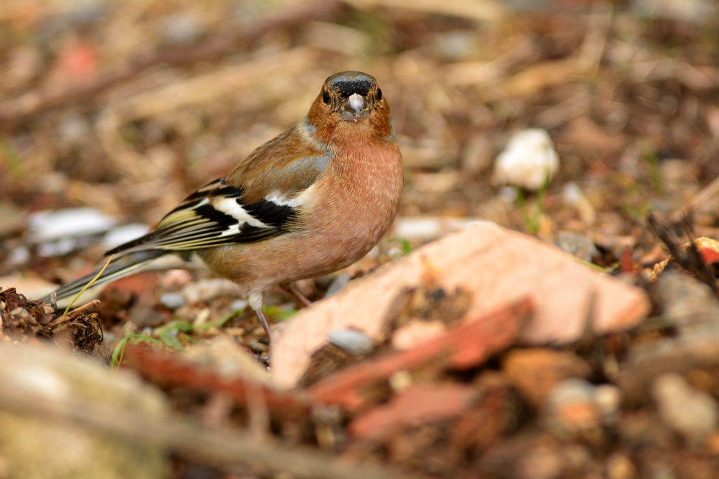 Common Chaffinch