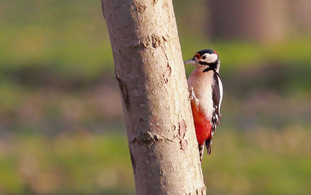 Great Spotted Woodpecker