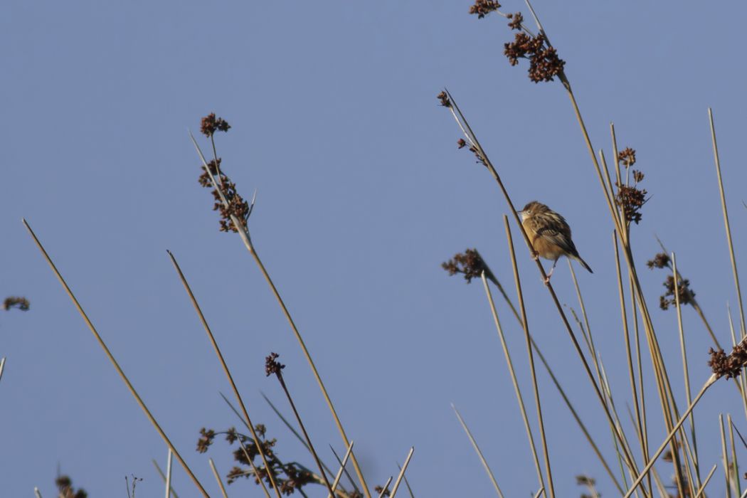 Zitting Cisticola