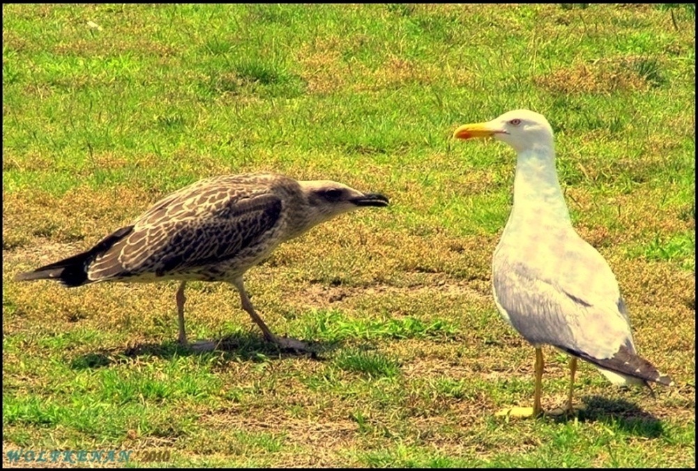 Yellow-legged Gull
