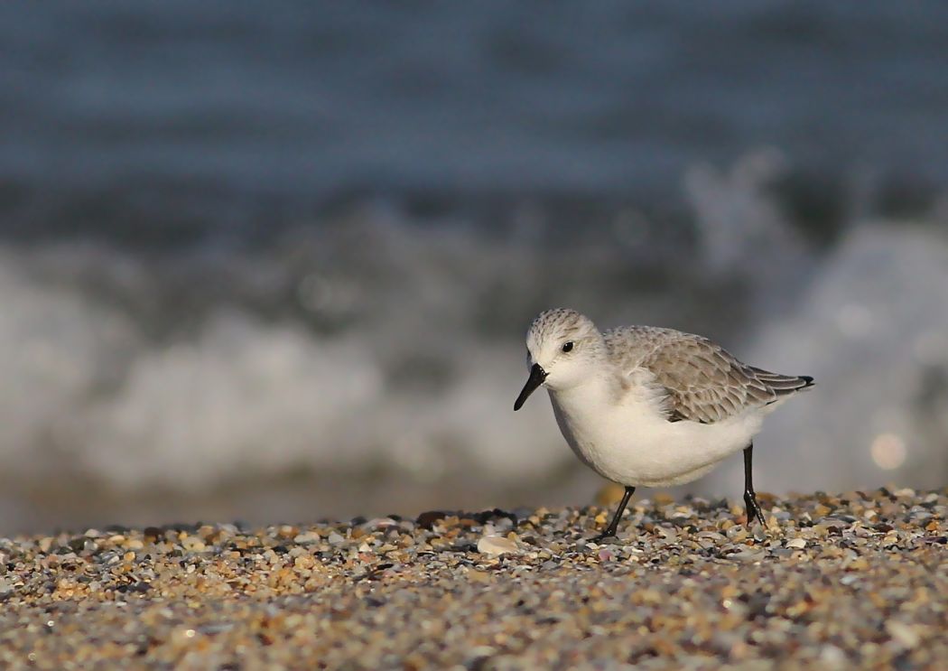 Sanderling