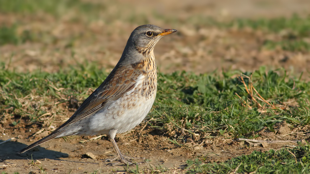 Tarla Ardıcı