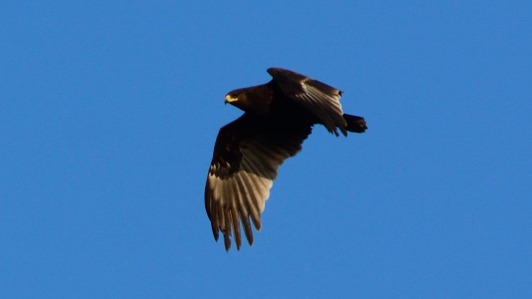 Greater Spotted Eagle