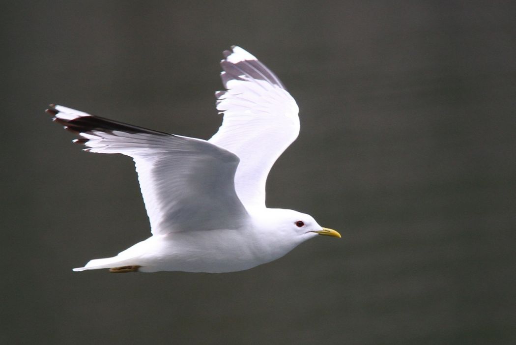 Common Gull