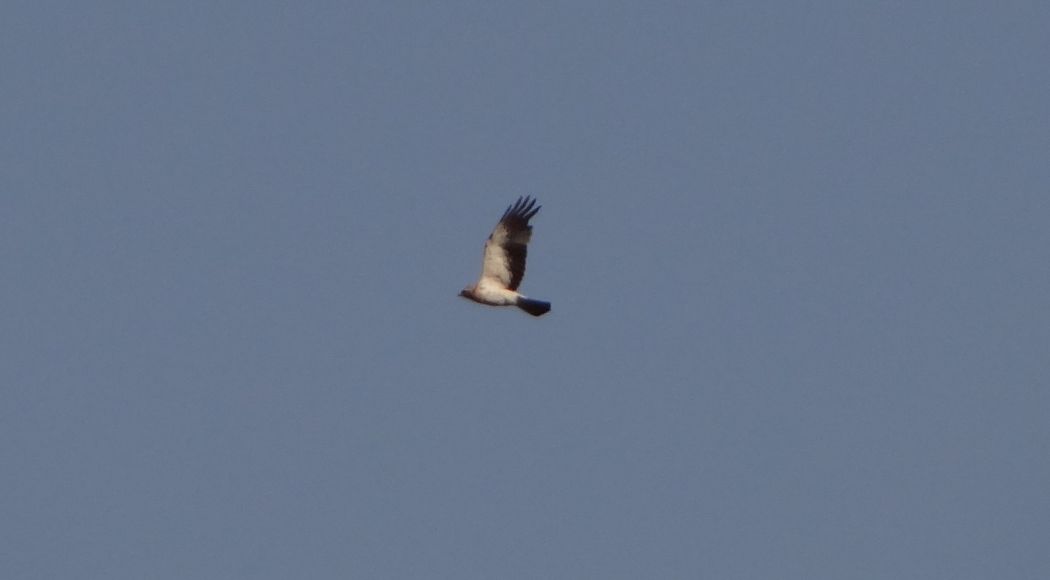 Küçük Kartal