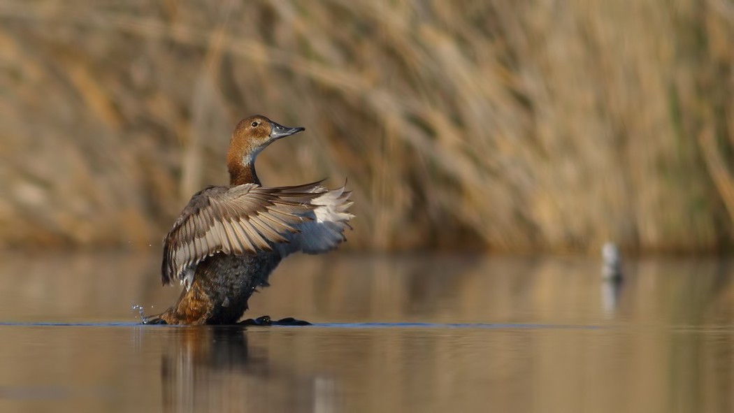 Common Pochard