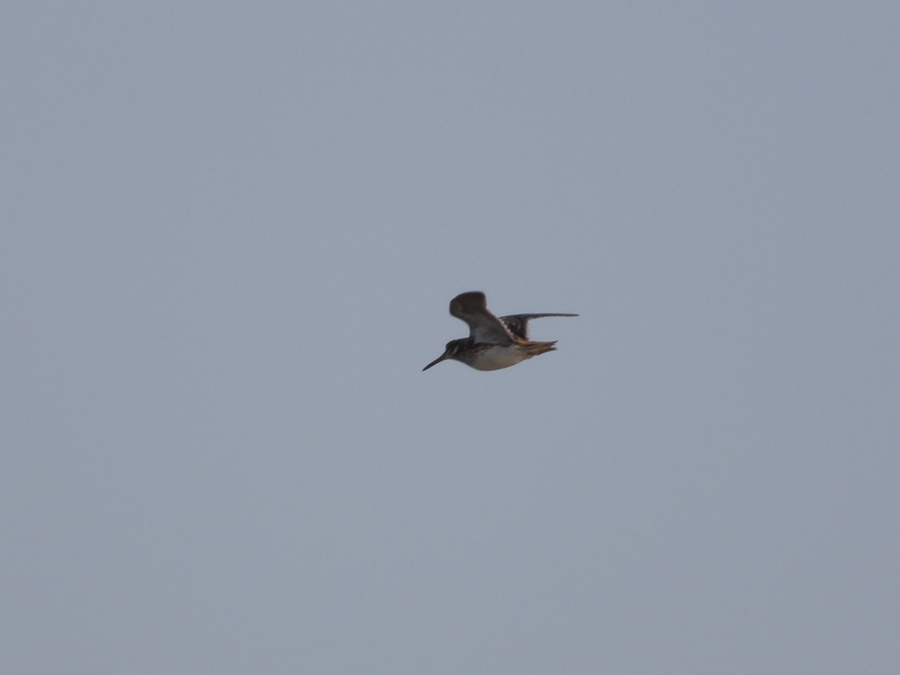 Jack Snipe