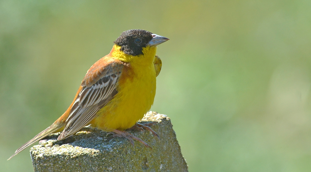 Black-headed Bunting