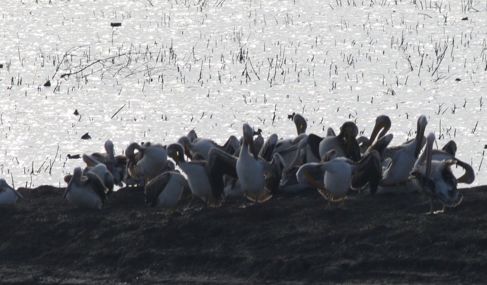 Great White Pelican