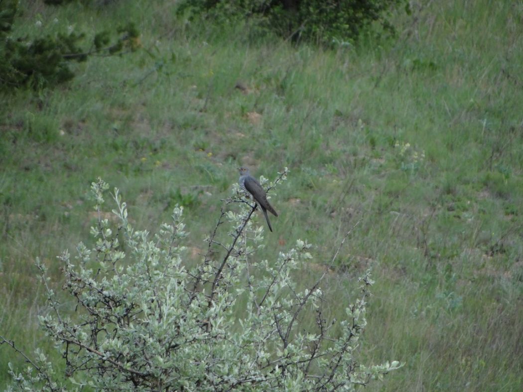 Common Cuckoo