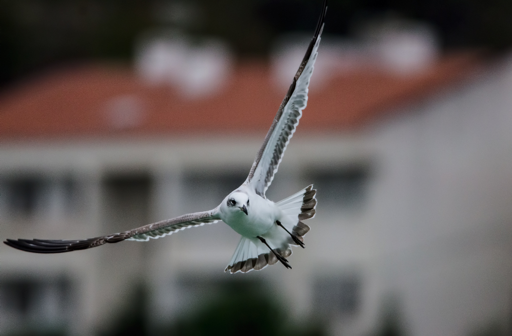 Mediterranean Gull