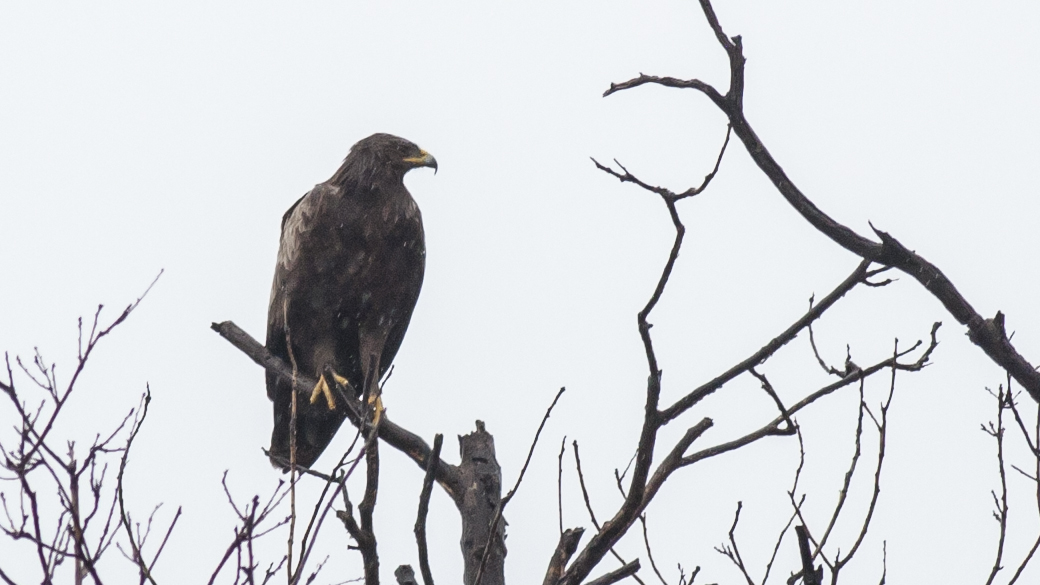 Greater Spotted Eagle