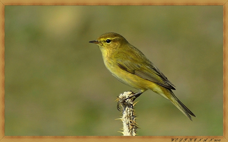 Common Chiffchaff