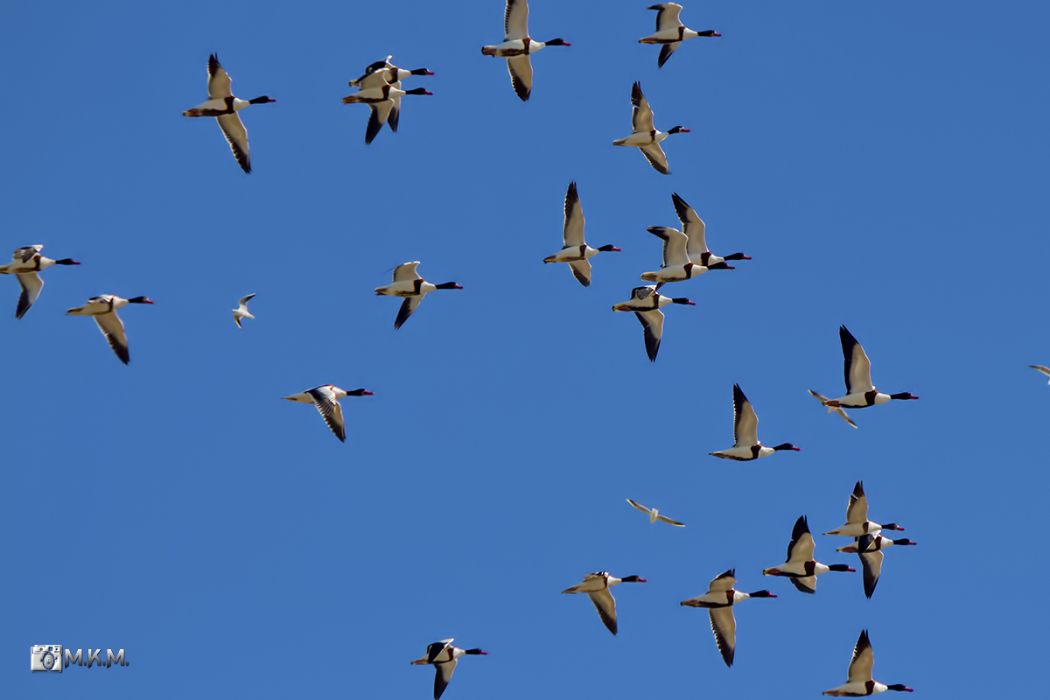 Common Shelduck