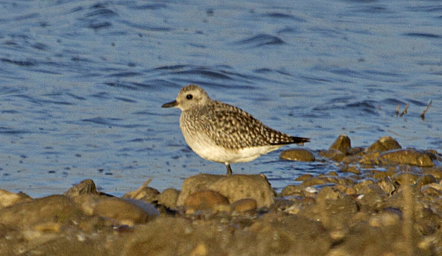 Grey Plover