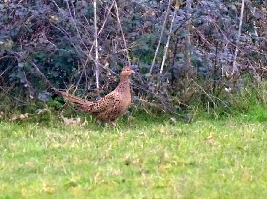 Sülün