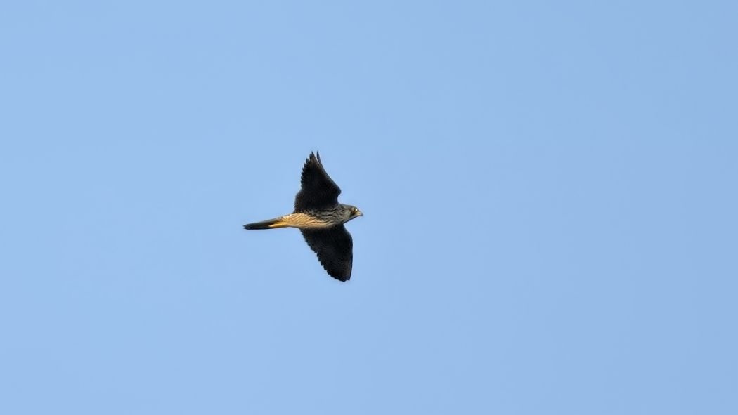 Gök Doğan