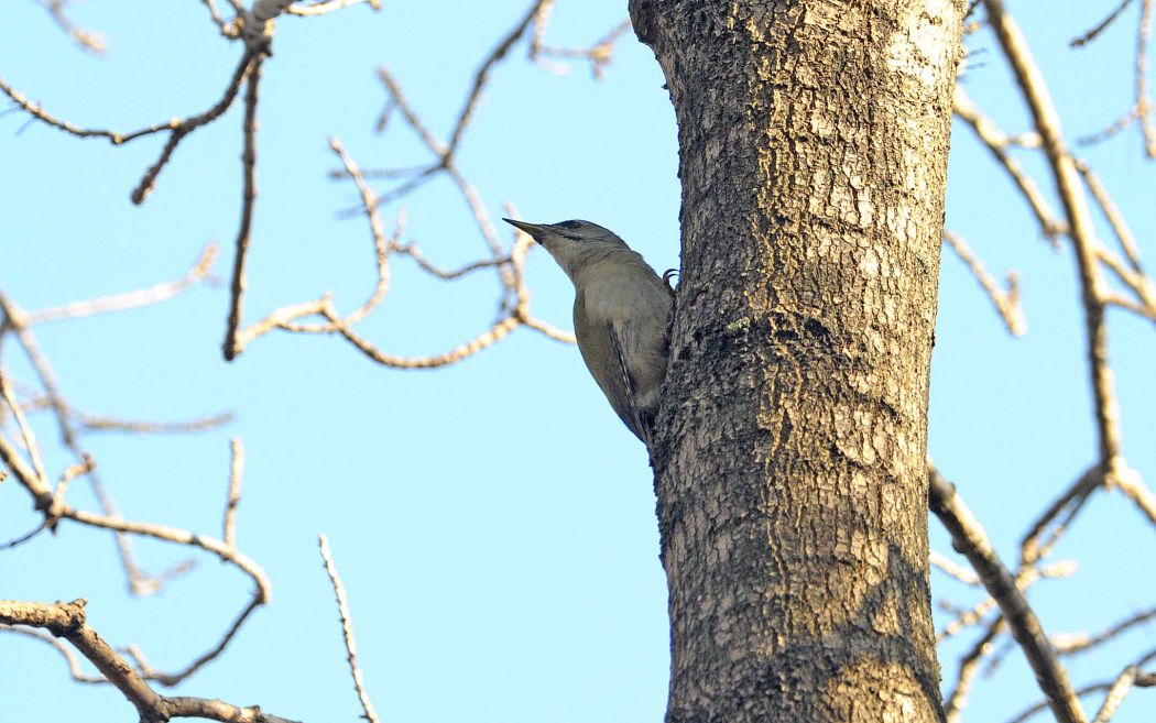 Grey-headed Woodpecker