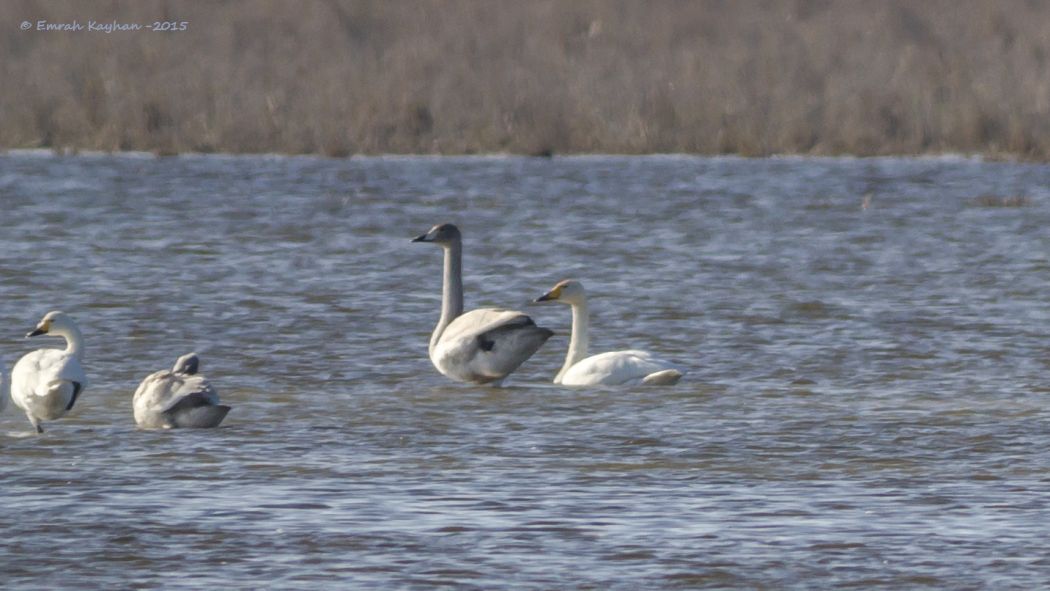 Whooper Swan