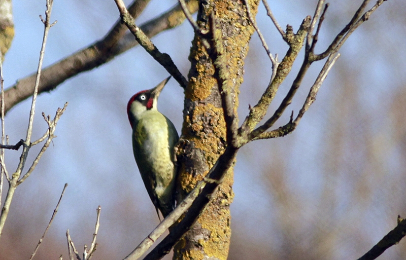 European Green Woodpecker