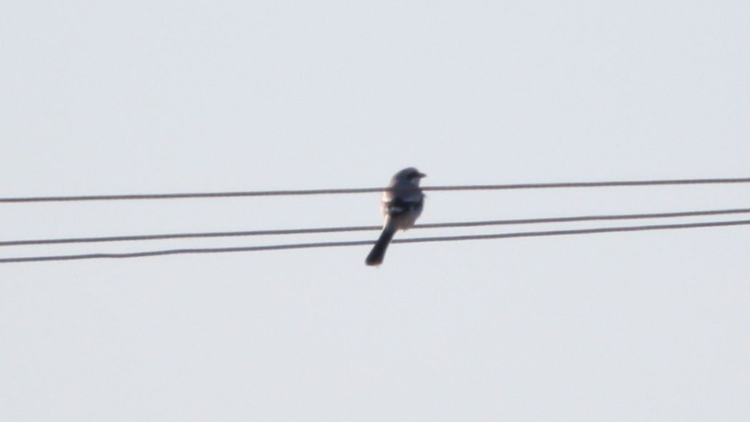Great Grey Shrike