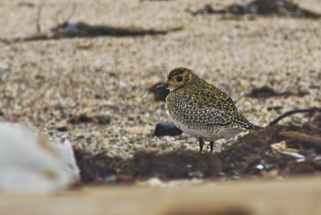 European Golden Plover