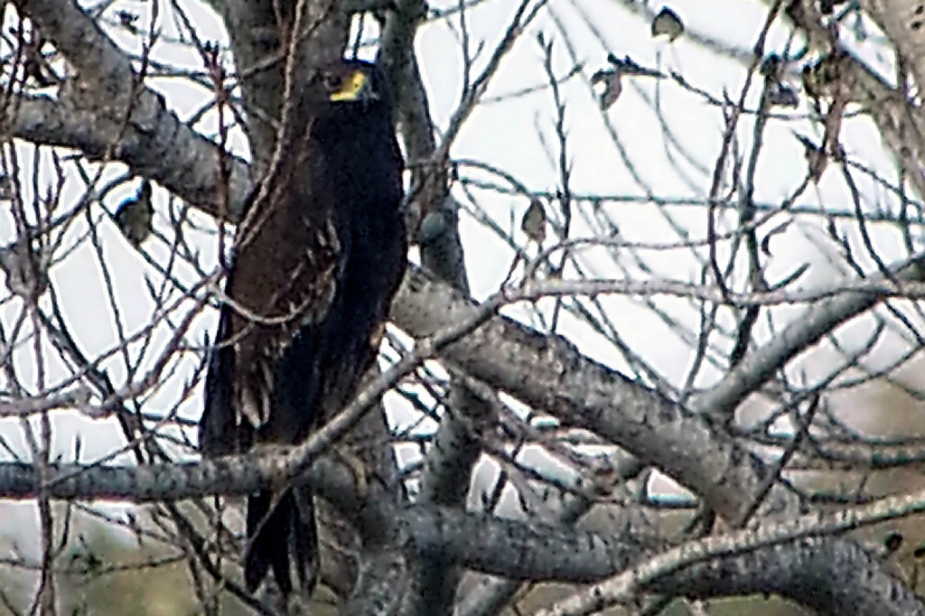 Greater Spotted Eagle