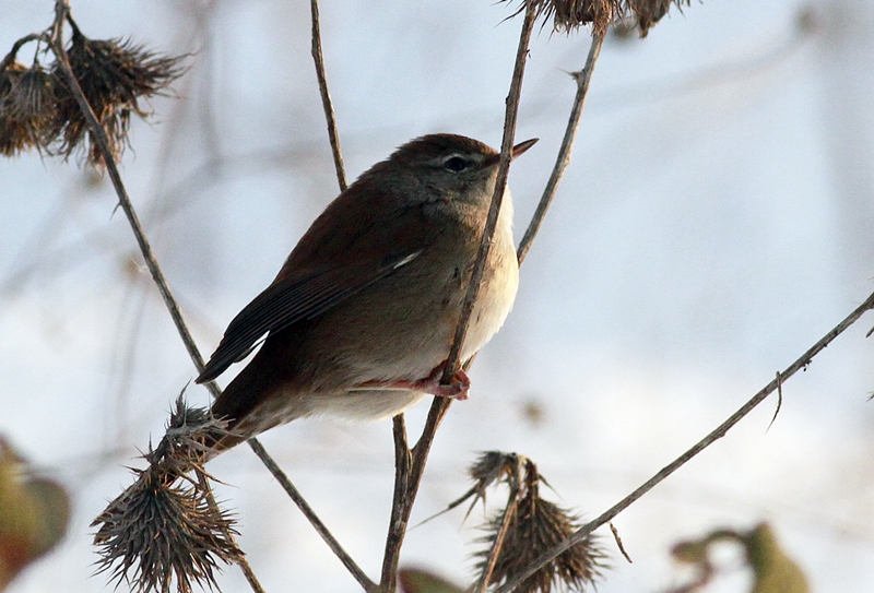 Cetti`s Warbler