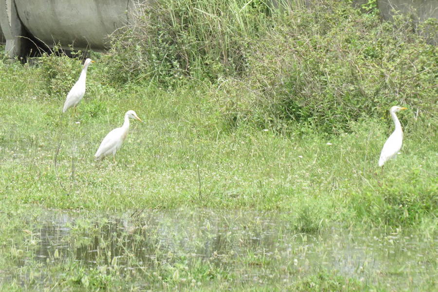 Western Cattle Egret