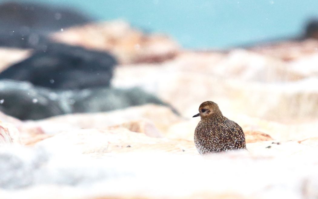 European Golden Plover
