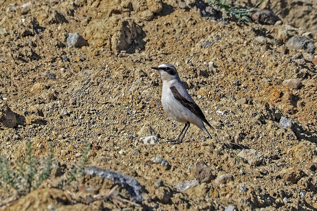 Northern Wheatear