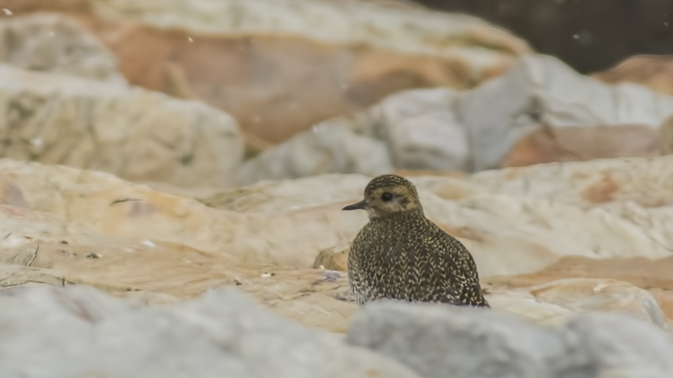 European Golden Plover