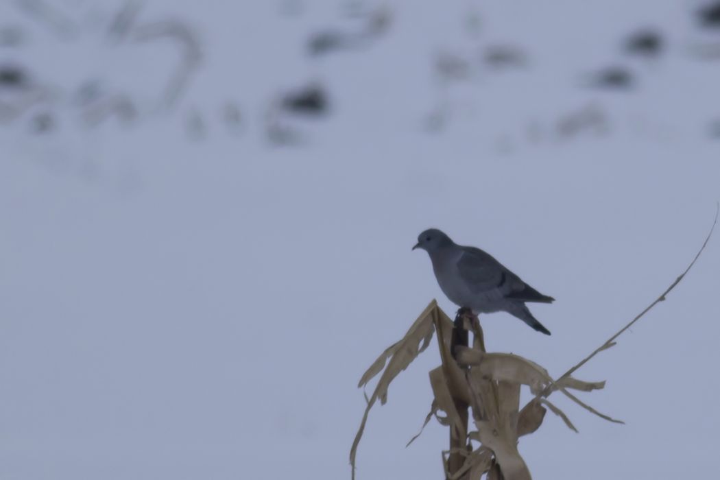 Stock Dove