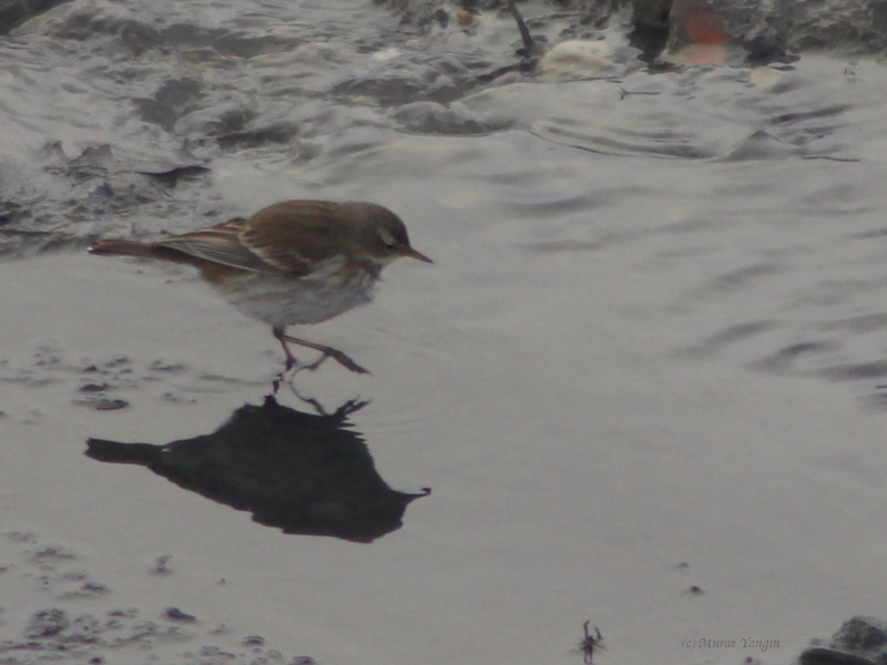 Water Pipit