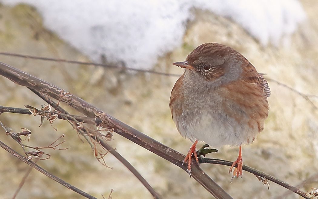 Dunnock