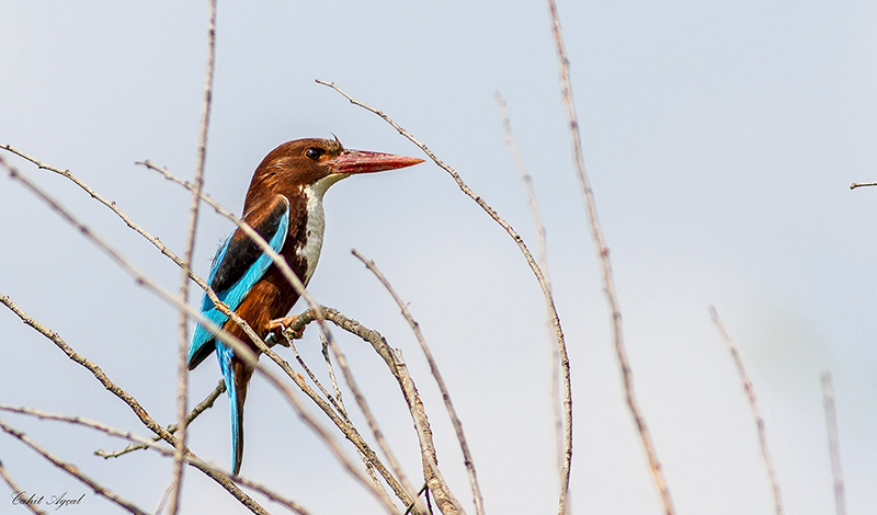 White-throated Kingfisher