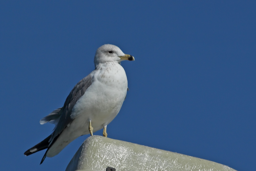 Armenian Gull
