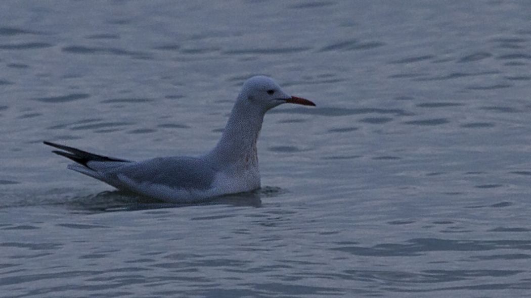 Slender-billed Gull