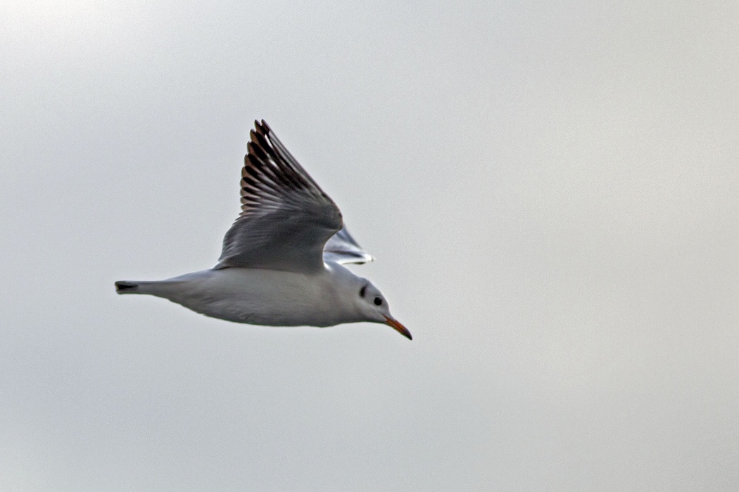 Black-headed Gull