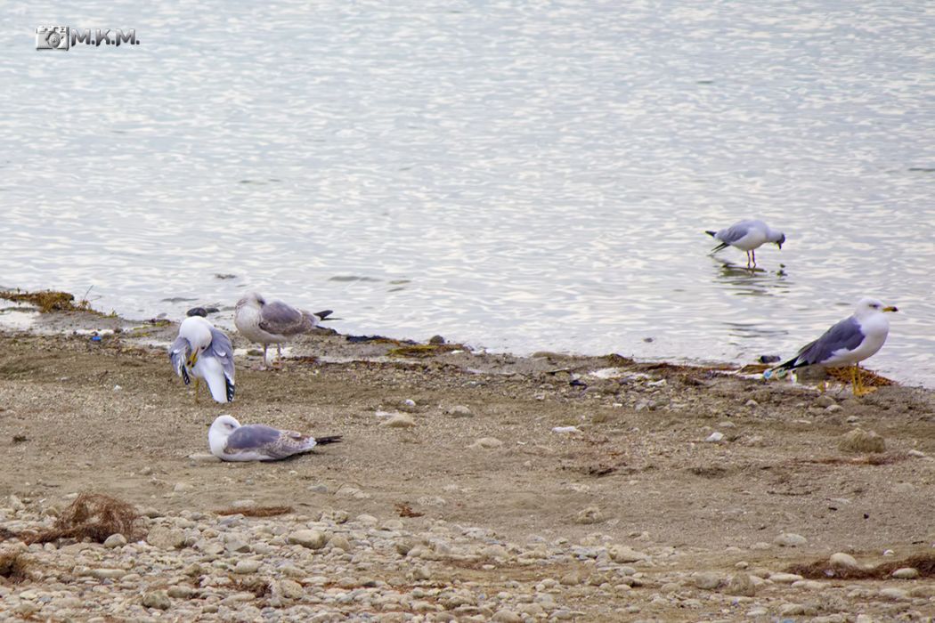 Armenian Gull